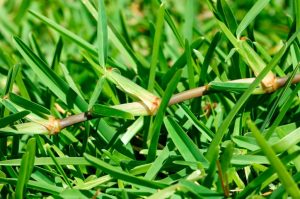 tipo de grama santo agostinho