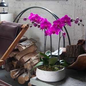 orquídea rosa em vaso