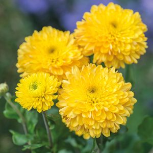 crisântemos amarelos