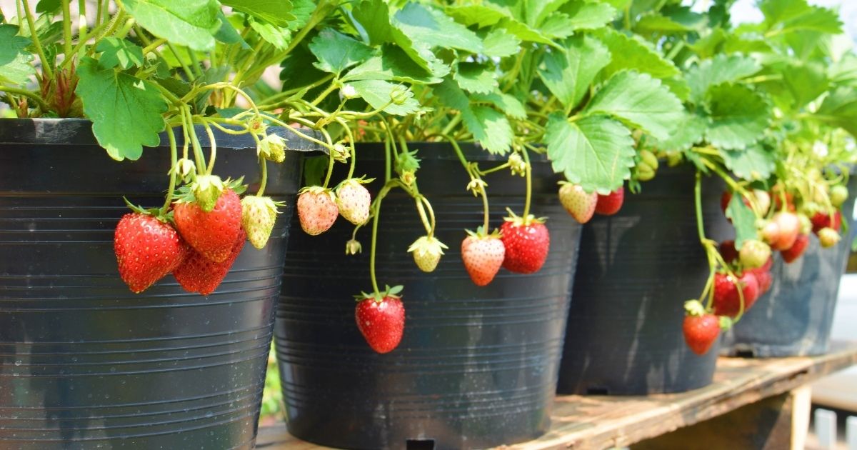 Como plantar morango em vaso; o passo a passo correto para ter essas frutas deliciosas