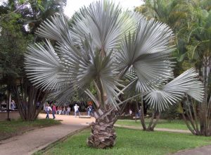 Como plantar palmeira azul; dicas para embelezar o seu jardim com essa espécie ornamental