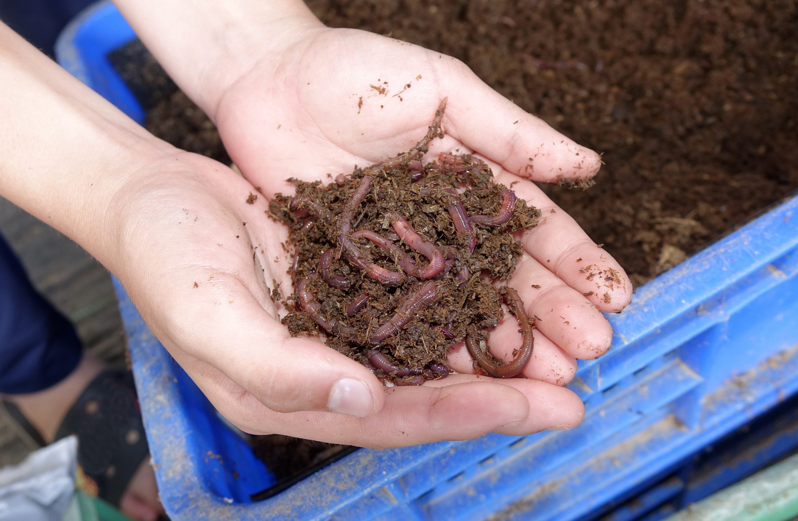 pessoa segurando terra com minhocas