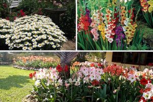 plantas para jardim com flores