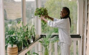 Como organizar as plantas em casa