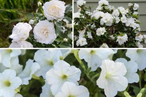 flores brancas para jardim