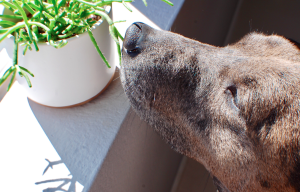 cachorro cheirando suculenta