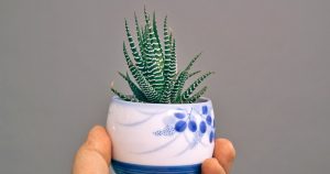 Para qualquer ocasião: estas 7 plantas são AS MELHORES para dar de presente