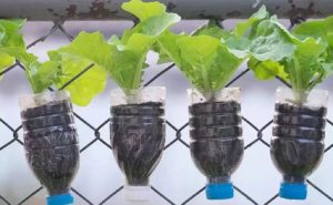 (Imagem: Reprodução/ Diário Prime)