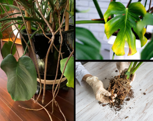 excesso de água em costela-de-adão