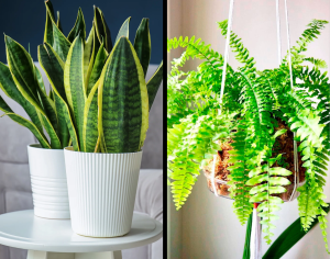 plantas que não precisam de drenagem