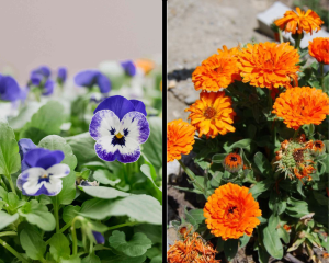 amor-perfeito e calêndula