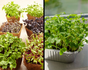 opções de microgreens