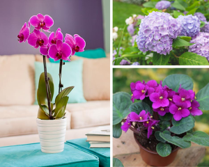 flores que atraem boa sorte