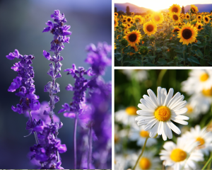 flores para cultivar no verão