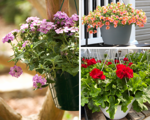 plantas pendentes de sol