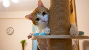 7 arranhadores caseiros para gatos que você pode fazer em casa