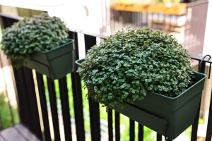 dinheiro-em-penca em jardineiras na varanda plantas que atraem dinheiro feng shui