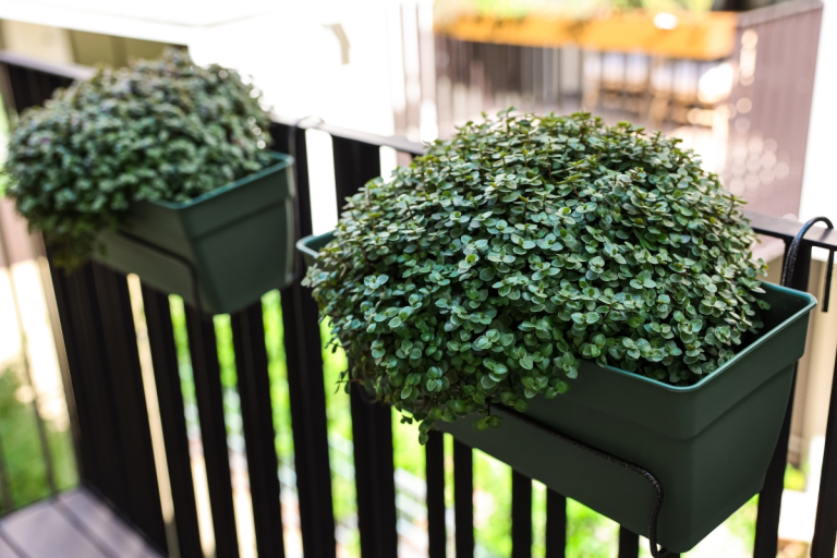 dinheiro-em-penca em jardineiras na varanda plantas que atraem dinheiro feng shui