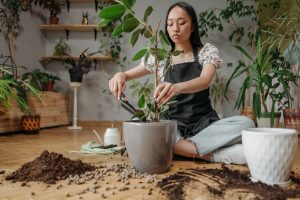 Mulher cuidando de uma planta ficus (Foto: Pexels)