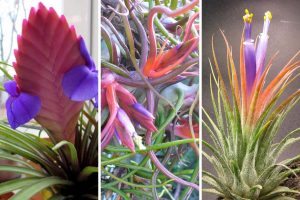 tipos de bromélia Tillandsia