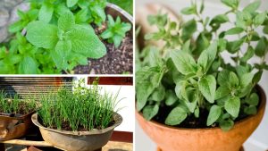 7 temperos fáceis de cultivar na sombra para enriquecer suas receitas