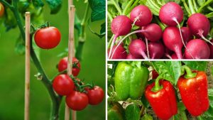 Os 7 vegetais mais fáceis de cultivar em jardim pequeno segundo especialistas