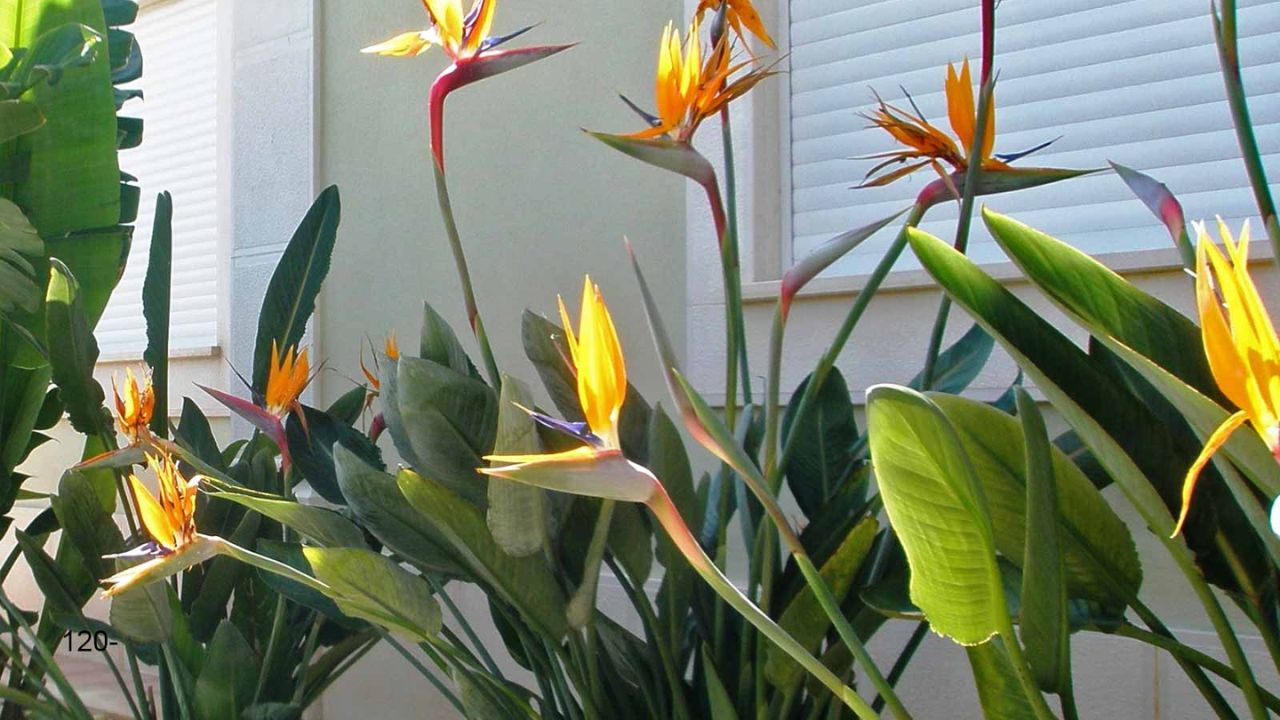 cultivo de Strelitzia reginae em jardim