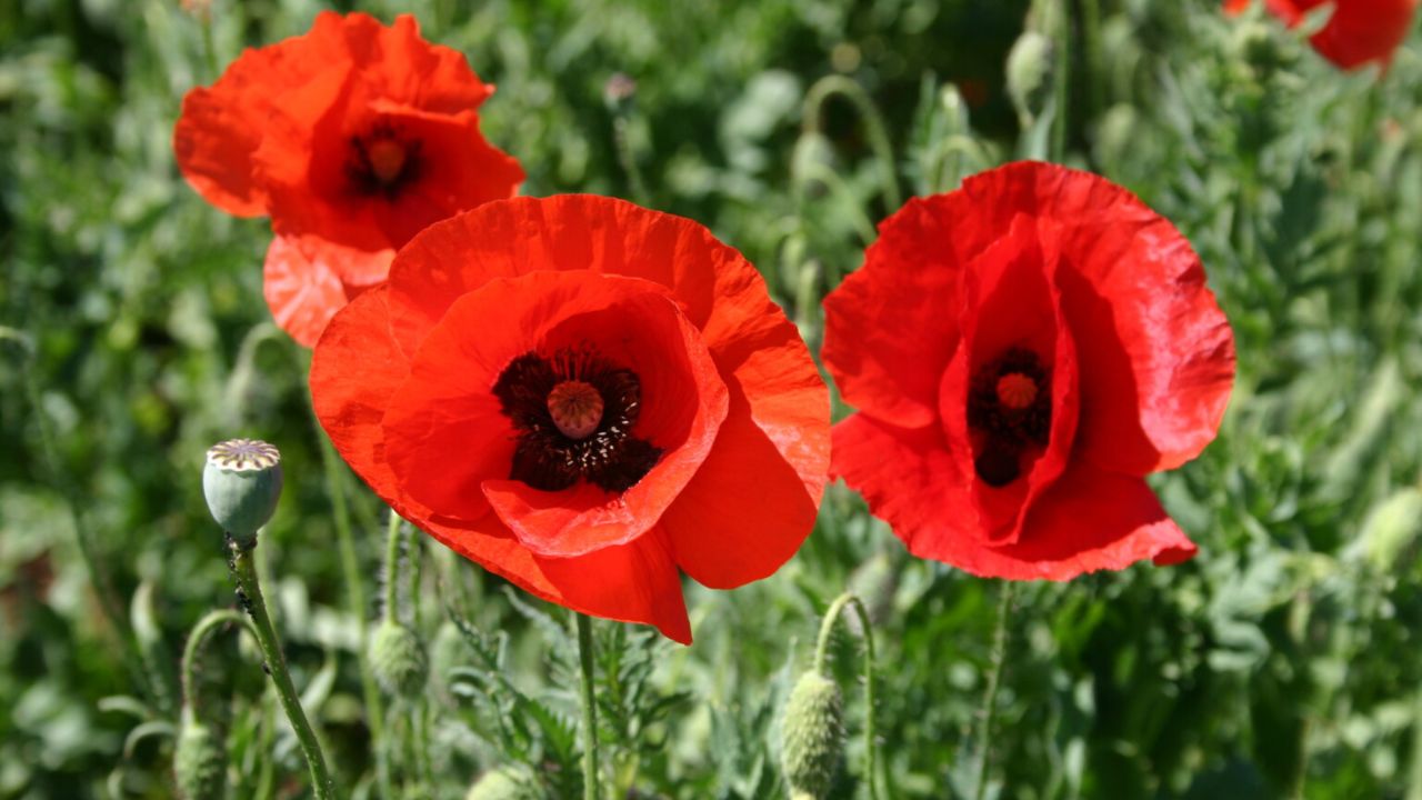 papoulas vermelhas