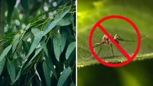 Especialistas afirmam eucalipto é a arma secreta para livrar seu jardim de mosquitos
