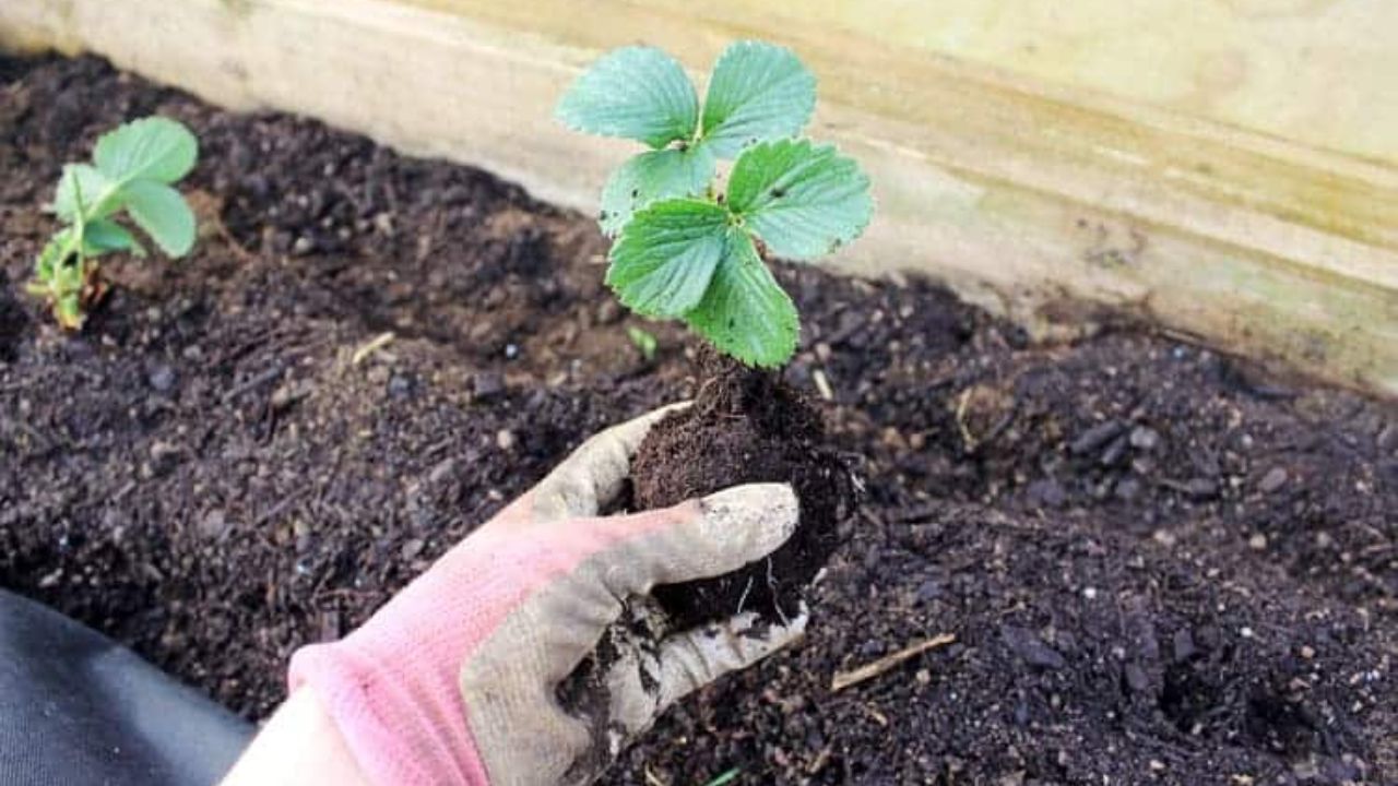 plantio de pé de morango em casa