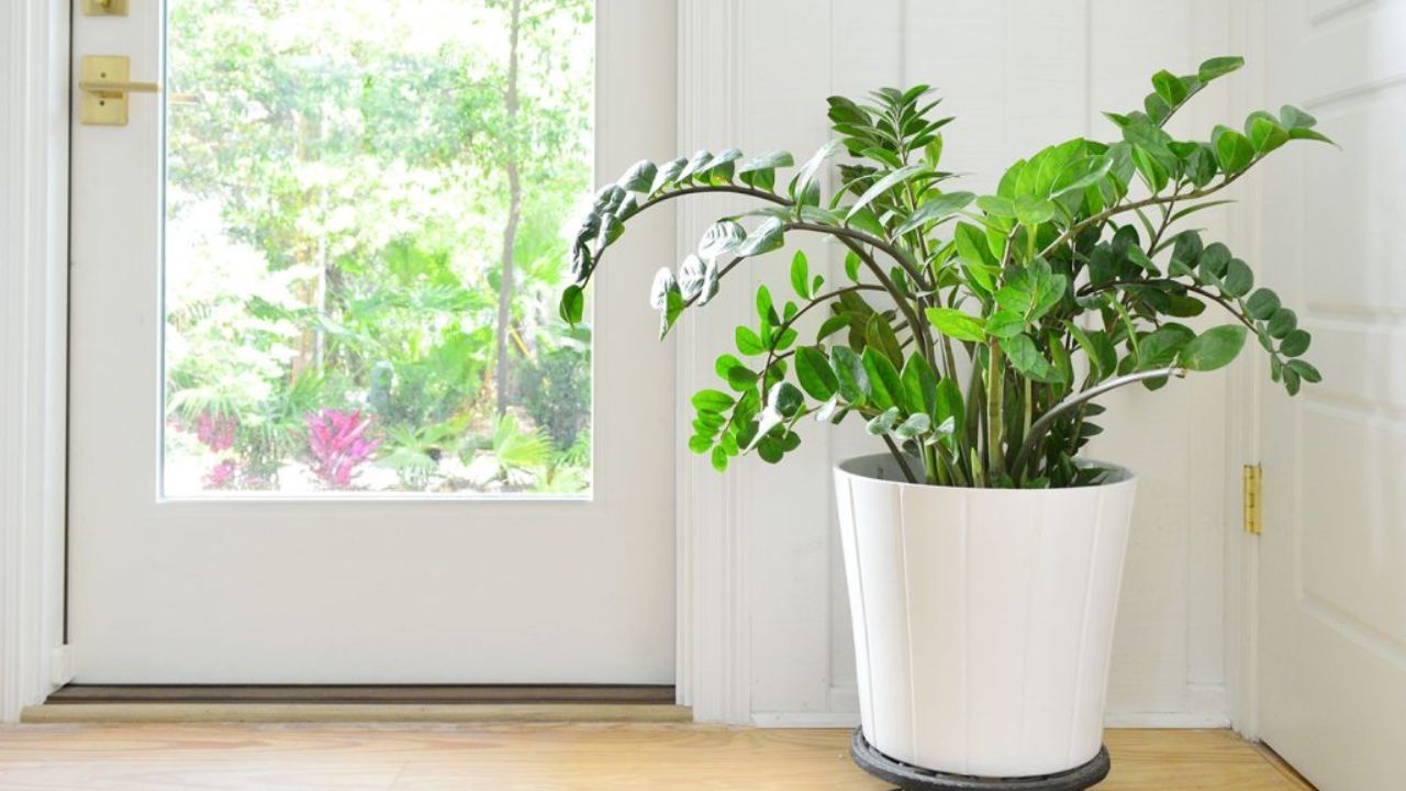 vaso de zamioculca em entrada de casa