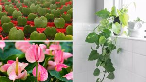 Deixe seu lar mais romântico com estas 8 plantas em formato de coração (+40 fotos)