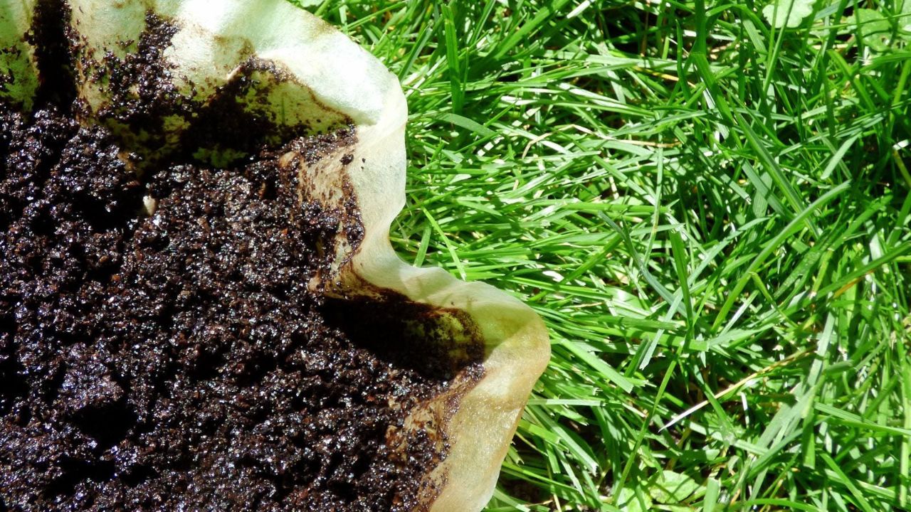 borra de café em gramado