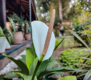 lírio da paz saudável