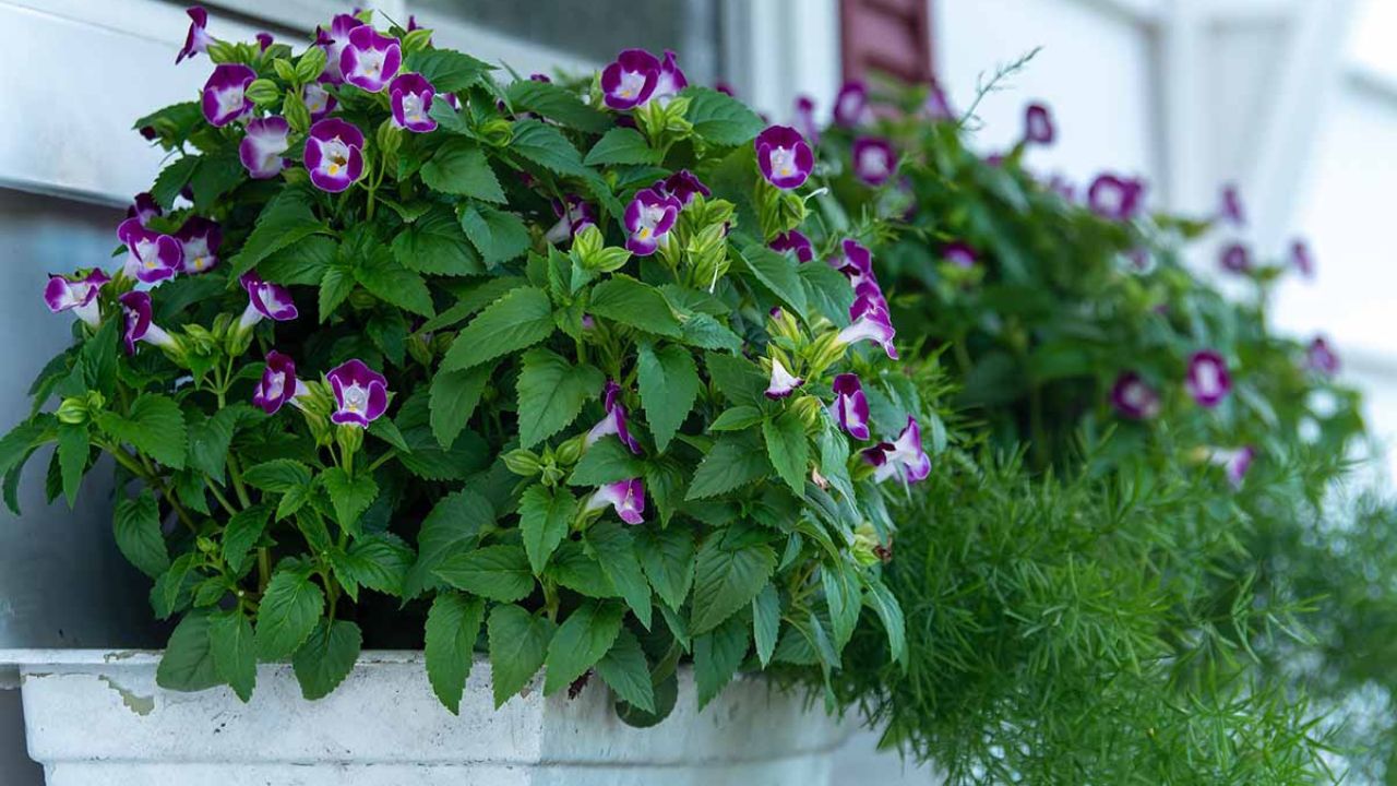 planta torenia em vasos embaixo de janela