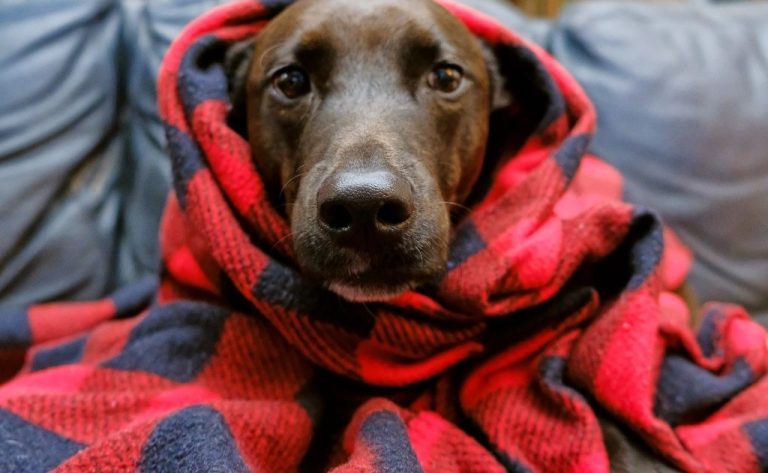 Dicas para proteger o cachorro no frio