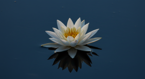 Flor de Lótus significados