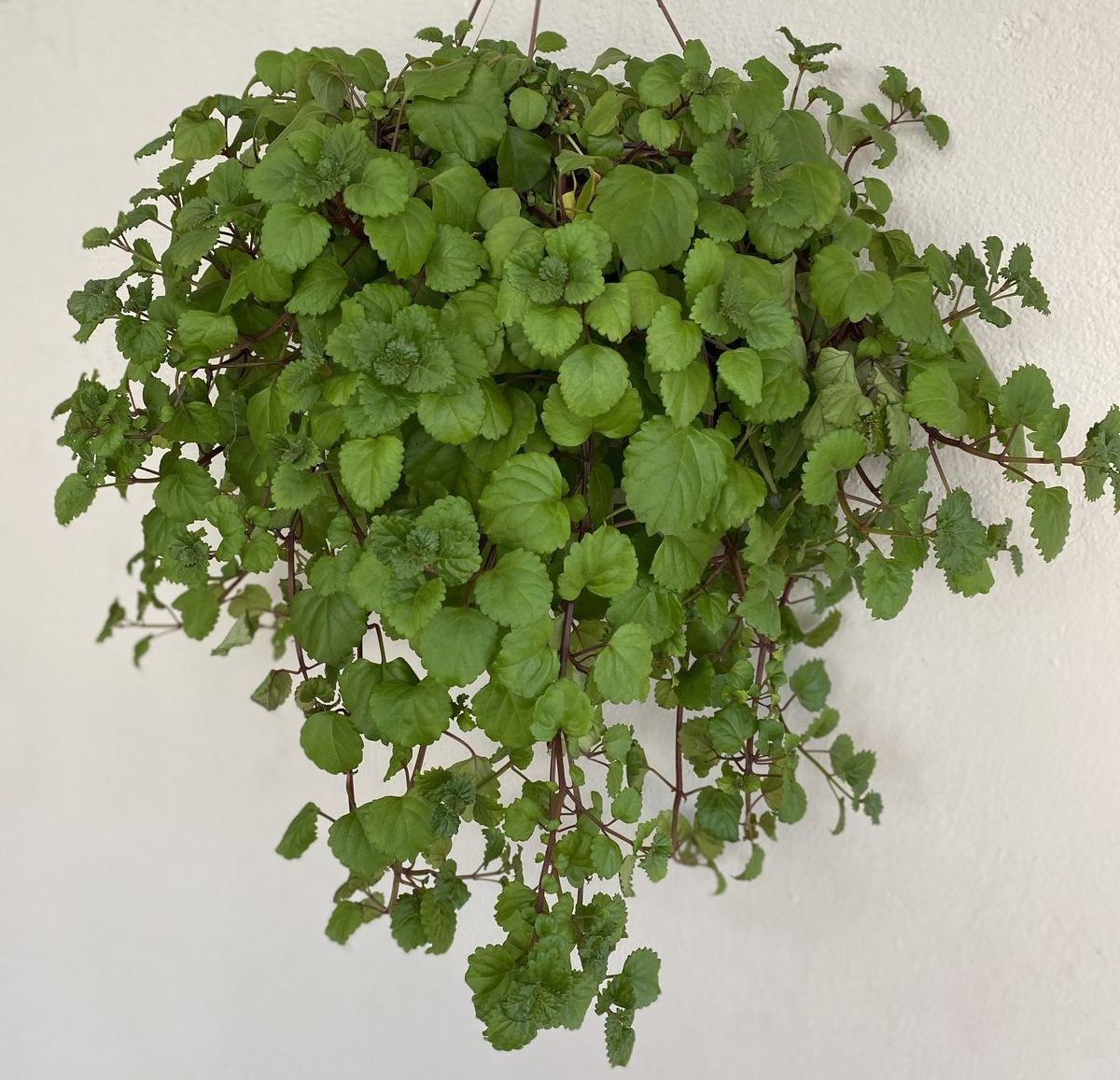 Plantas feng shui dinheiro dólar